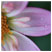 Dahlia garden by missie thurston thumbnail