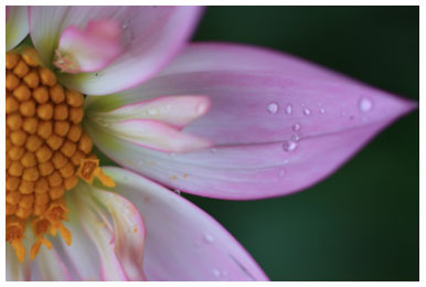 Dahlia garden by missie thurston