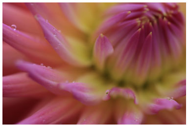blooming by missie thurston