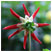 spindle by missie thurston thumbnail